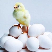 Economie circulaire et commande publique : l’œuf ou la poule ?