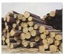 Achat de bois : les labels FSC et PEFC sur le même pied d’égalité contre l’avis des ONG