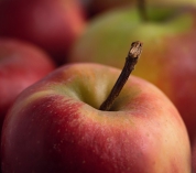 Nouvelle-Aquitaine:  Occena, une appli pour acheter des produits alimentaires de qualité