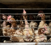 [Tribune] "Acheteurs publics : votre action peut sortir des millions de poules pondeuses des cages !"